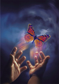 [butterfly]
